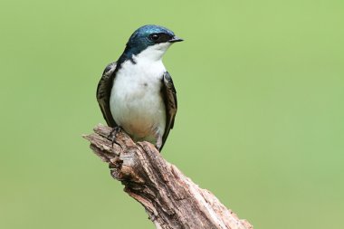 Tree Swallow on a stump clipart