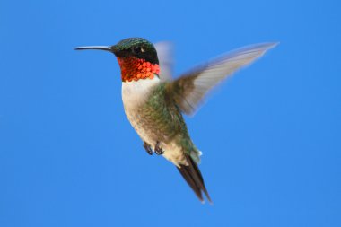 Yakut boğazlı sinekkuşu (Archilochus colubris)