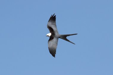 Swallow-tailed Kite clipart