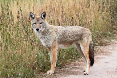 Western Coyote clipart