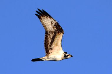 Sorguç (pandion haliaetus)