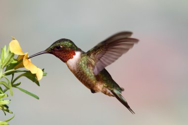 Ruby-throated Hummingbird (archilochus colubris) clipart