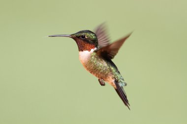 Ruby-throated Hummingbird (archilochus colubris) clipart