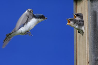 Tree Swallow Feeding Babies clipart