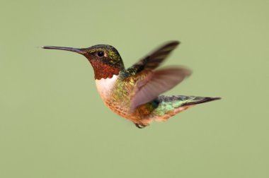 Yakut boğazlı sinekkuşu (Archilochus colubris)