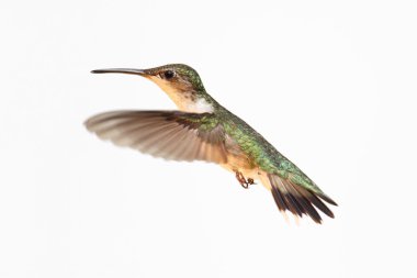 Isolated Ruby-throated Hummingbird clipart