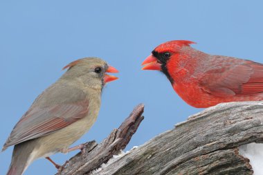 Kuzey cardinals