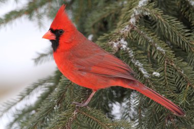Cardinal In Snow clipart