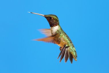 Ruby-throated Hummingbird (archilochus colubris) clipart