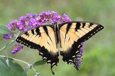 Erkek kaplan Swallowtail (papilio glaucas)