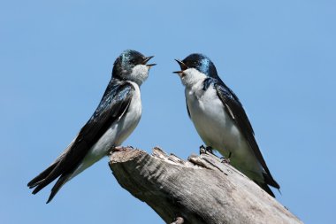 Pair of Tree Swallows on a stump clipart