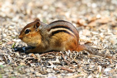 Eastern Chipmunk (Tamias striatus) clipart