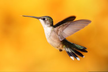 Ruby-throated Hummingbird In Flight clipart