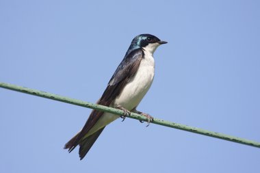 Tree Swallow on a wire clipart