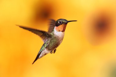 Ruby-throated Hummingbird In Flight clipart