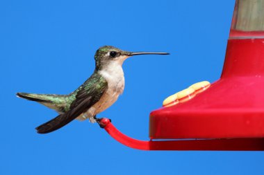 Female Ruby-throated Hummingbird clipart