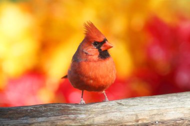 Male Northern Cardinal clipart