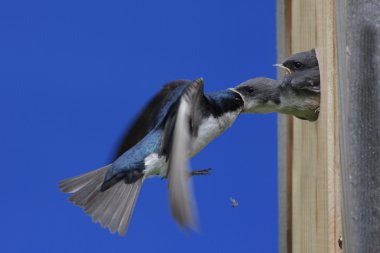 Tree Swallow Feeding Babies clipart