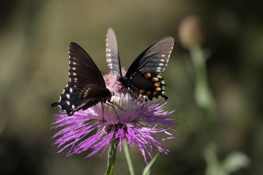 Pipevine Swallowtail (Battus philenor) Butterfly clipart