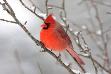 Cardinal In Snow clipart