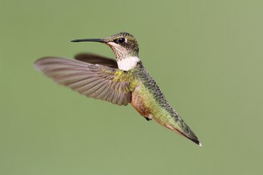 Ruby-throated Hummingbird clipart