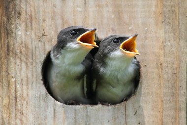 Baby Birds In a Bird House clipart