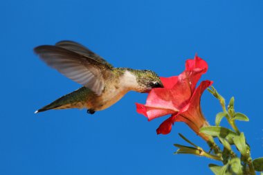 Juvenil Ruby - boğazlı sinek kuşu (archilochus colubris)