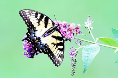 Female Tiger Swallowtail (papilio glaucas) clipart