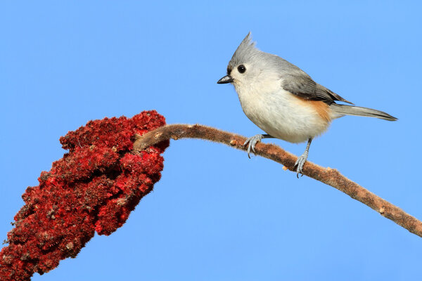 Птица на ветке