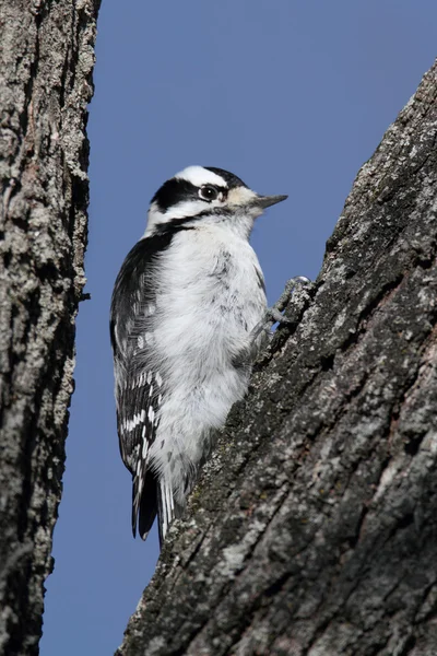 Downy Woodpecker (Picoides pubescens) — Stok Foto
