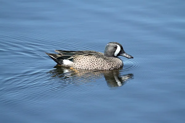 Male Blue-winged Teal — Stock Photo, Image