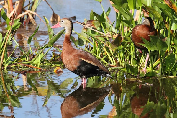 Black-bellied Whistling-ducks — Stock Photo, Image
