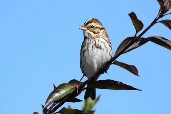 Savannah Sparrow (gelip geçici olarak geçenler) — Stok fotoğraf