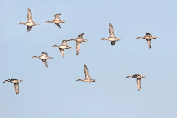 Pintails in volo — Foto Stock