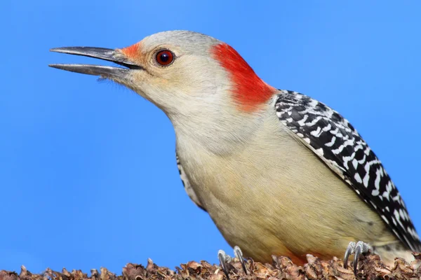 Woodpecker on a pine branch — Stock Photo, Image