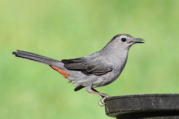 Pássaro cinzento dumetella carolinensis — Fotografia de Stock