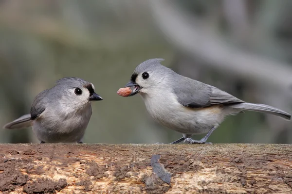 Par de pássaros com amendoim — Fotografia de Stock