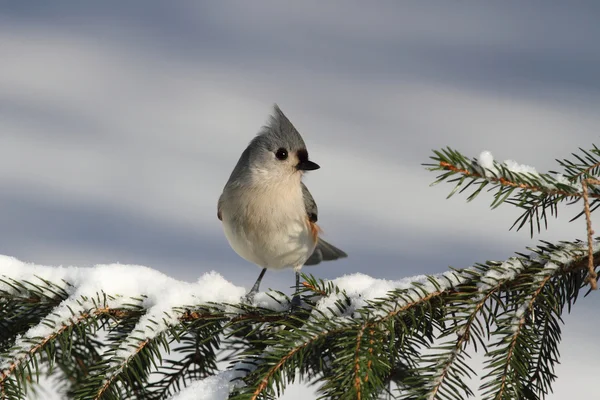 Titmouse On A Branch — Stock Photo, Image