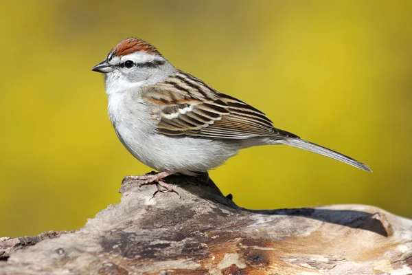 Sparrow na pařezu na jaře — Stock fotografie