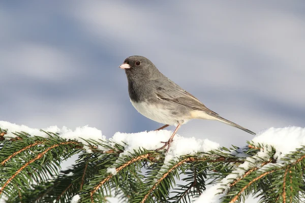 Junco On A Snow-covered Branch — Stock Photo, Image