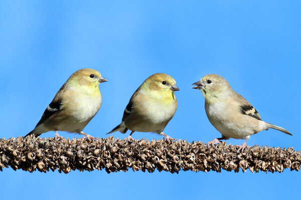 Американский Голдфинч (Carduelis tristis)
)