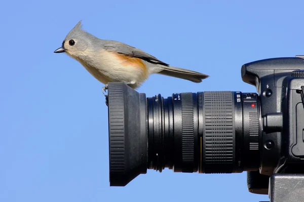 Titmouse On A Camera — Stock Photo, Image