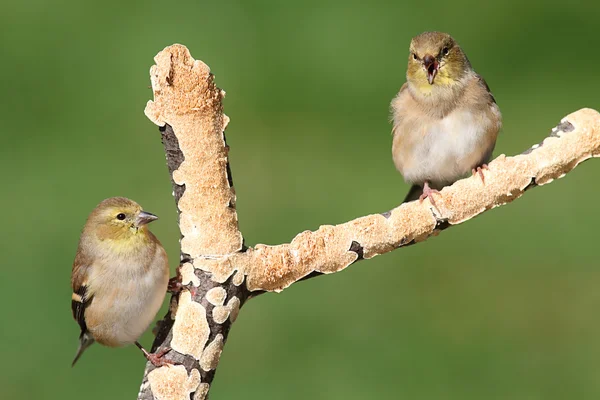 American Goldfinches (Carduelis tristis) — Stock Photo, Image