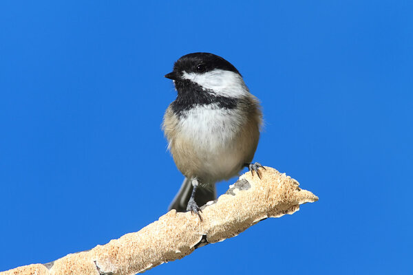 Чикади на ветке
