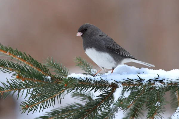 Junco On A Branch — Stock Photo, Image