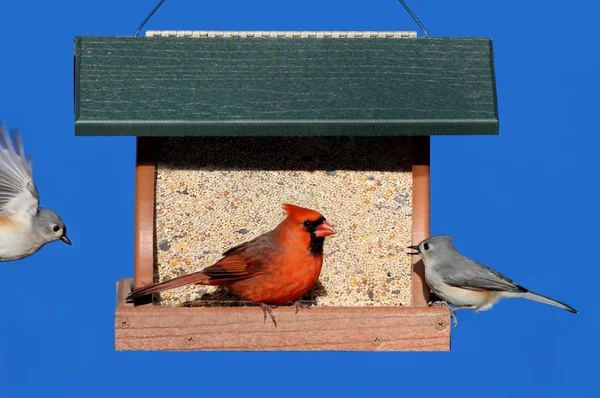 Vogels op een feeder — Stockfoto