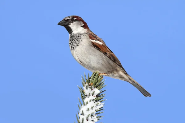 House Sparrow in Winter — Stock Photo, Image