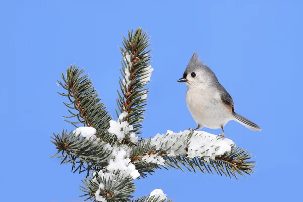 Ptak na świerk z śniegu — Zdjęcie stockowe