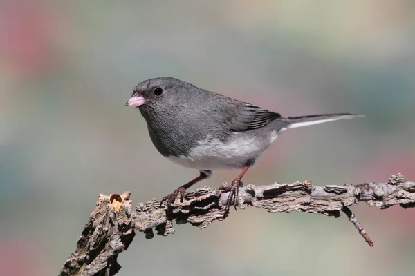 Junco On A Branch — Stock Photo, Image