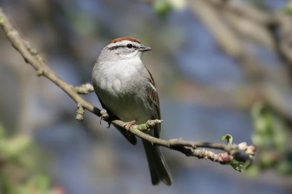 Chipping Sparrow (Spizella passerina) — Stock Photo, Image